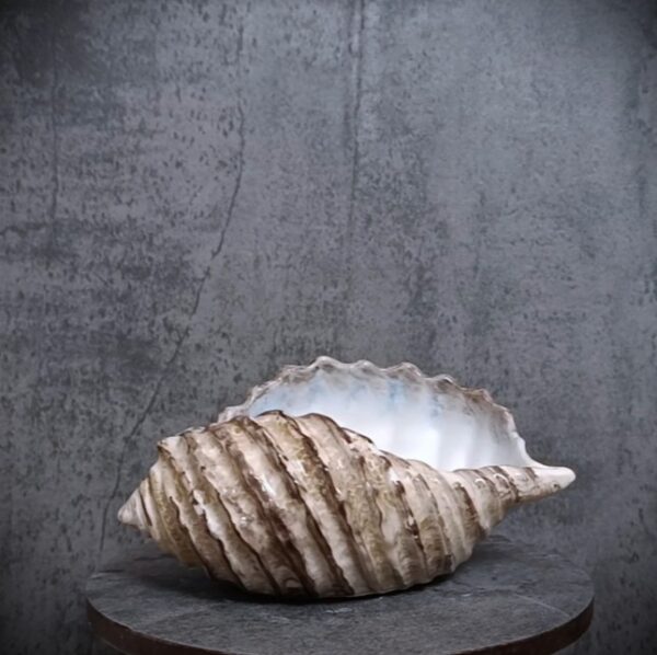 Brown shell 20