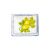 Ceramic butter dish decorated lemons and blue damask