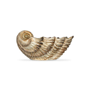 Brown scallop 20