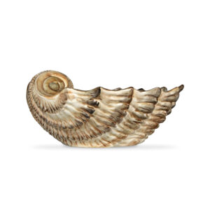 Brown scallop 28