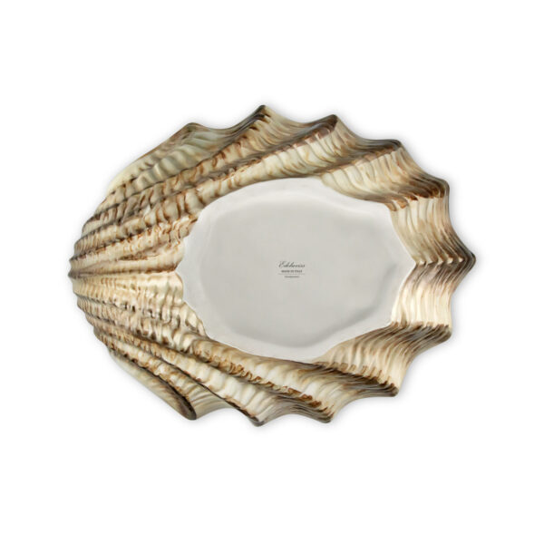 capasanta-28-marrone-sotto Brown scallop 28
