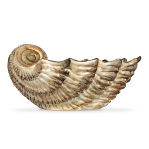 Brown scallop 37