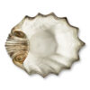 Brown scallop 37