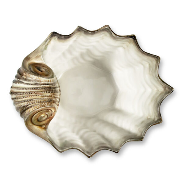 Brown scallop 37