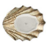 Brown scallop 37