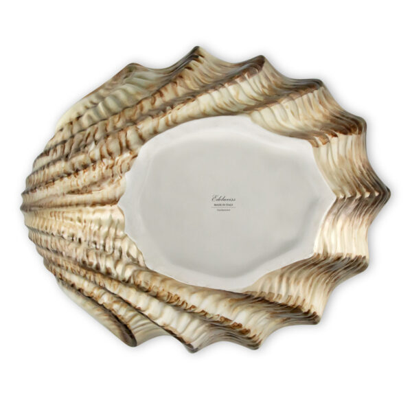 Brown scallop 37