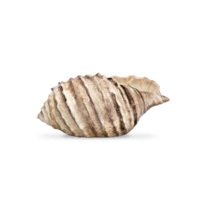 Brown shell 20