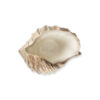 Brown shell 20