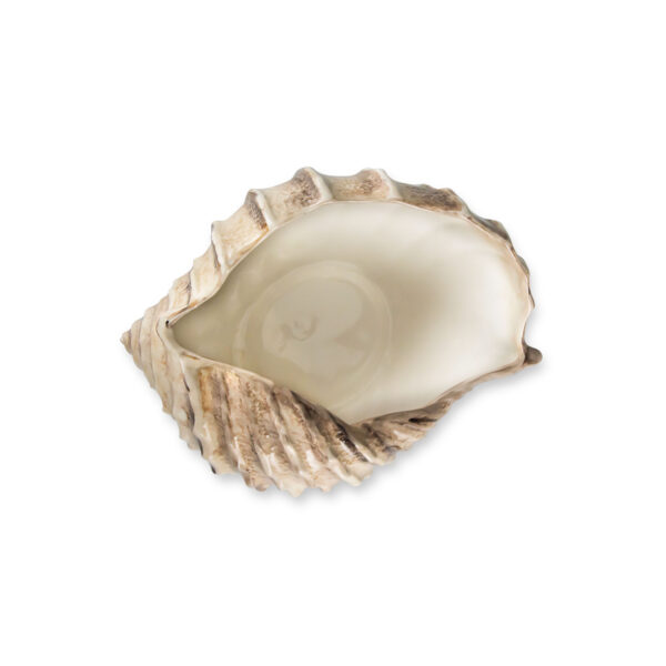 Brown shell 20