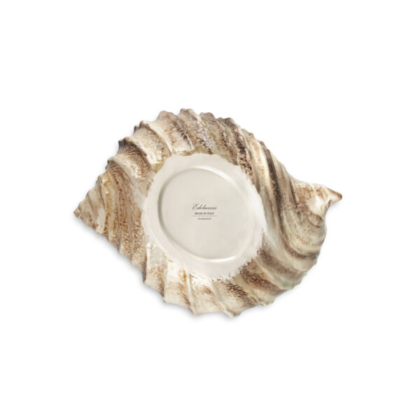Brown shell 20