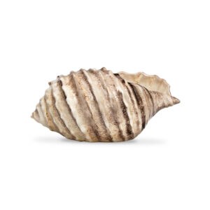 Brown shell 26
