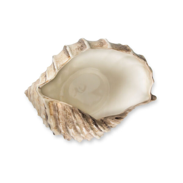 Brown shell 26