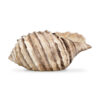 Brown shell 34
