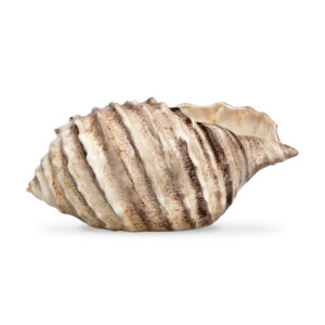 Brown shell 34