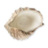 Brown shell 34