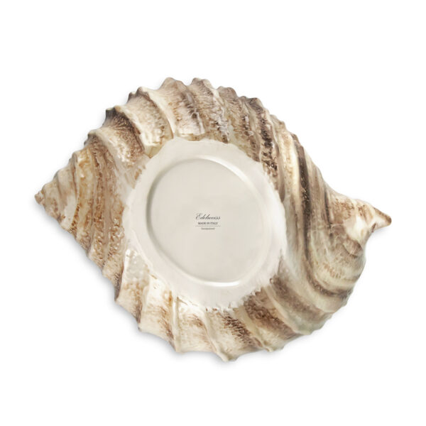 Brown shell 34