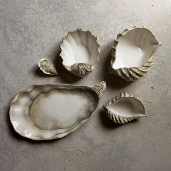 Brown scallop 20