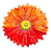 margherite-centrotavola-grande-rosso-sopra Big red daisy table centrepiece