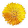 margherite-centrotavola-medio-giallo-sopra Yellow daisy table centrepiece