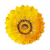 margherite-ciotola-grande-gialla-sopra Yellow daisy bowl Ø28