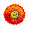 Red daisy bowl Ø23