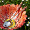 Salad set with red daisies