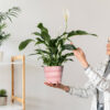 Pink pot