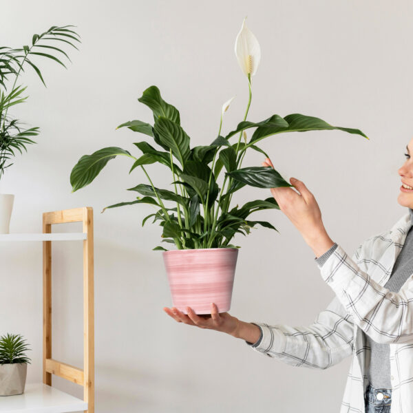 Pink pot
